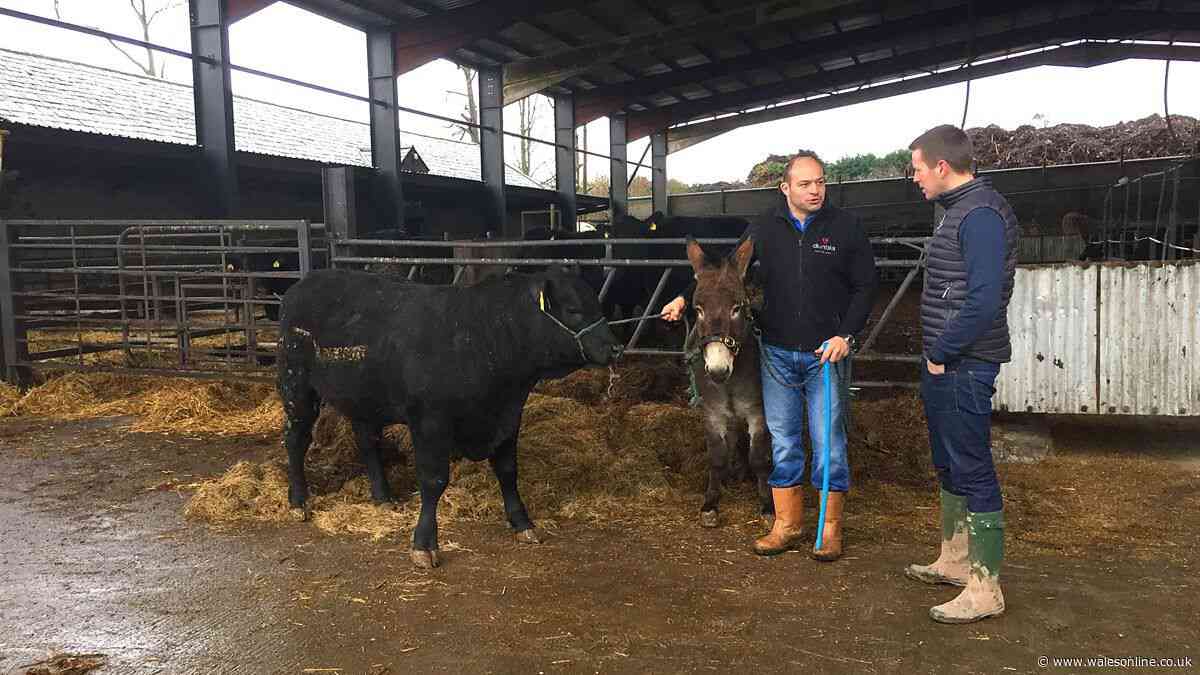 Six Nations and Lions legend now a full-time farm worker in new life