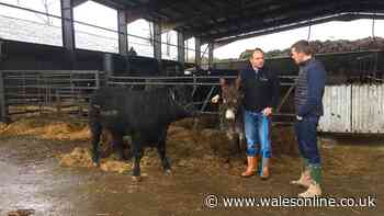 Six Nations and Lions legend now a full-time farm worker in new life