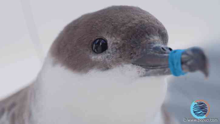 ‘Birds Supporting Birds’ connects the Philadelphia Eagles with migrating seabirds