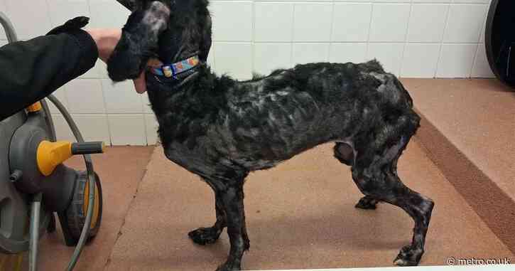 Neglected dog hadn’t been fed for weeks and was found covered in faeces
