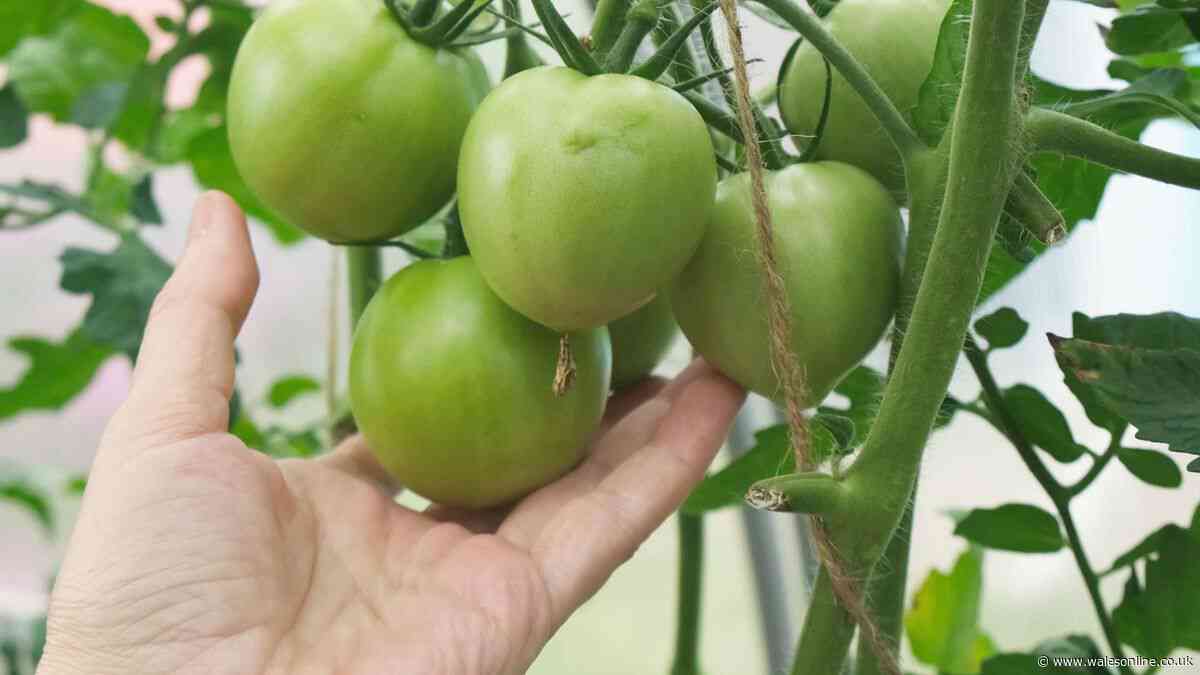Unripe tomatoes will turn red fast if you follow Monty Don's simple method