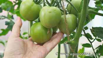 Unripe tomatoes will turn red fast if you follow Monty Don's simple method