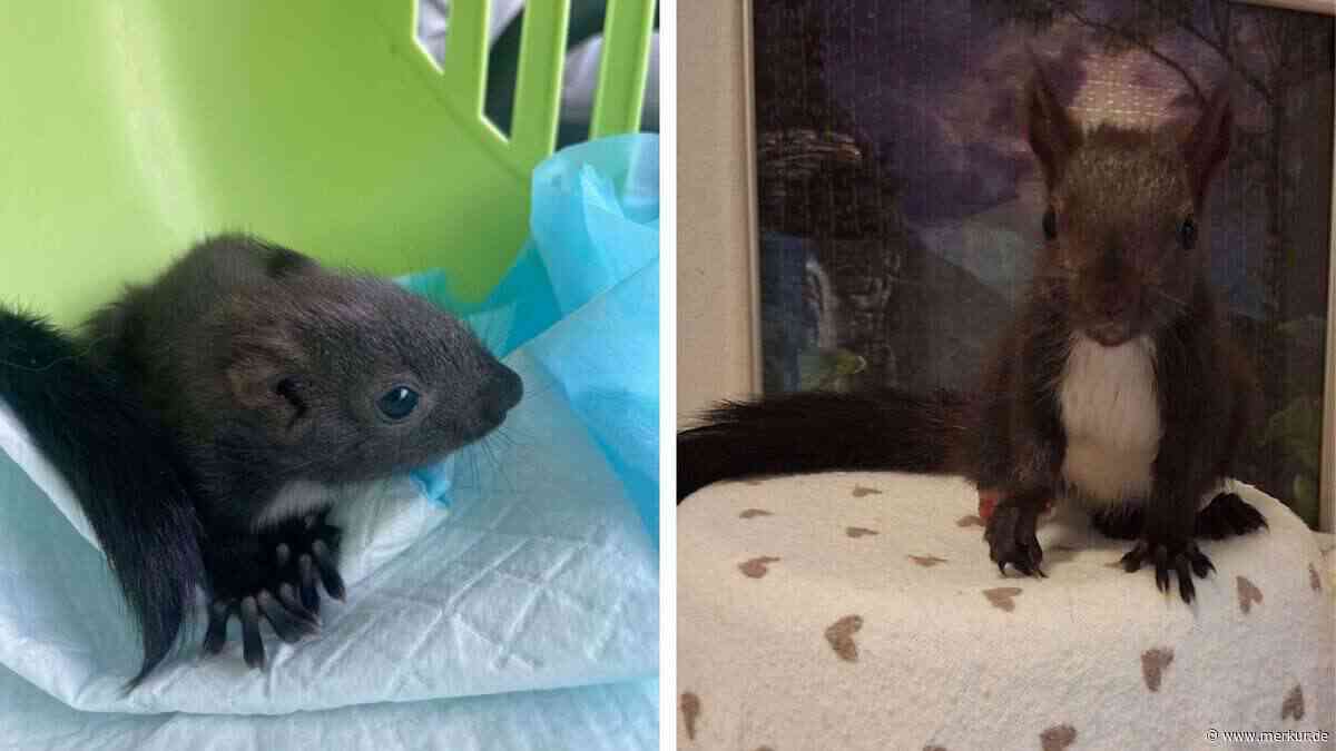 Diese Tiergeschichte aus München ist herzerreißend