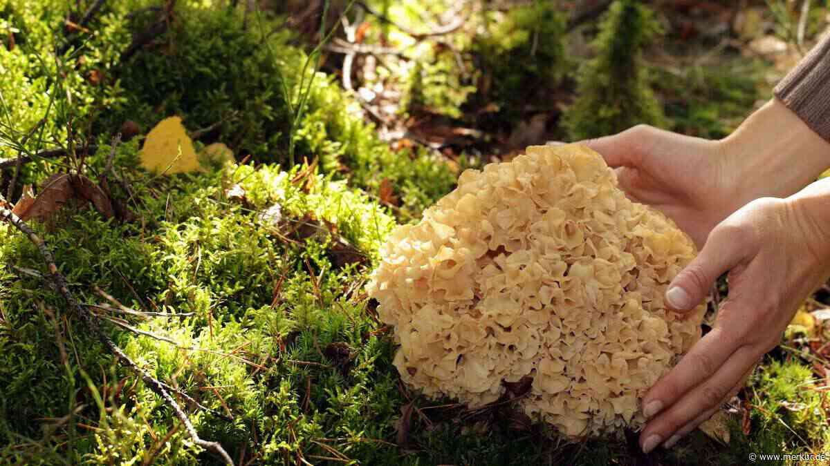 Dieser Speisepilz sieht aus wie ein Badeschwamm – und landet bei Kennern trotzdem sehr gern in der Pfanne