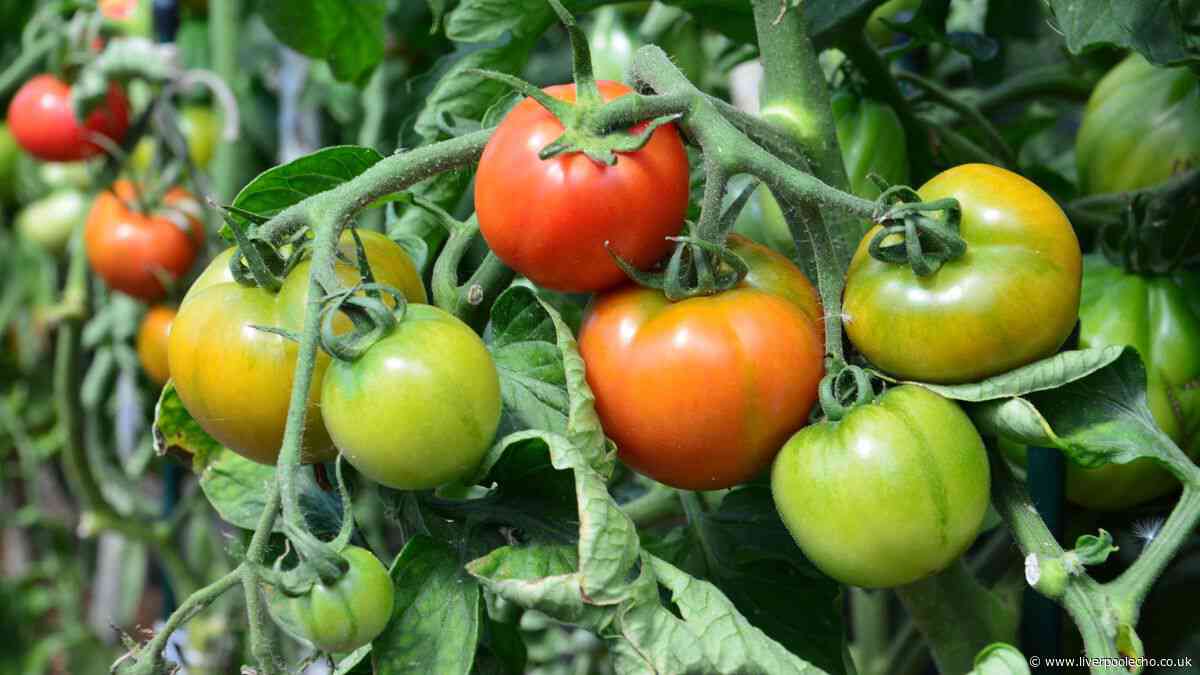 Monty Don's banana trick to ripen green tomatoes indoors and turn them red and juicy