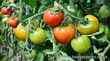 Monty Don's banana trick to ripen green tomatoes indoors and turn them red and juicy