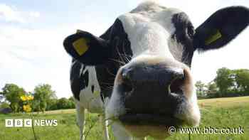 Farmer, 87, suffered 'unsurvivable' injuries after being struck by cow