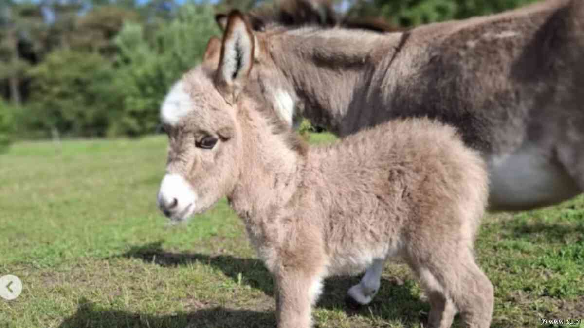 Zwaar mishandeld ezeltje dood in Brabantse wei gevonden, politie zoekt getuigen