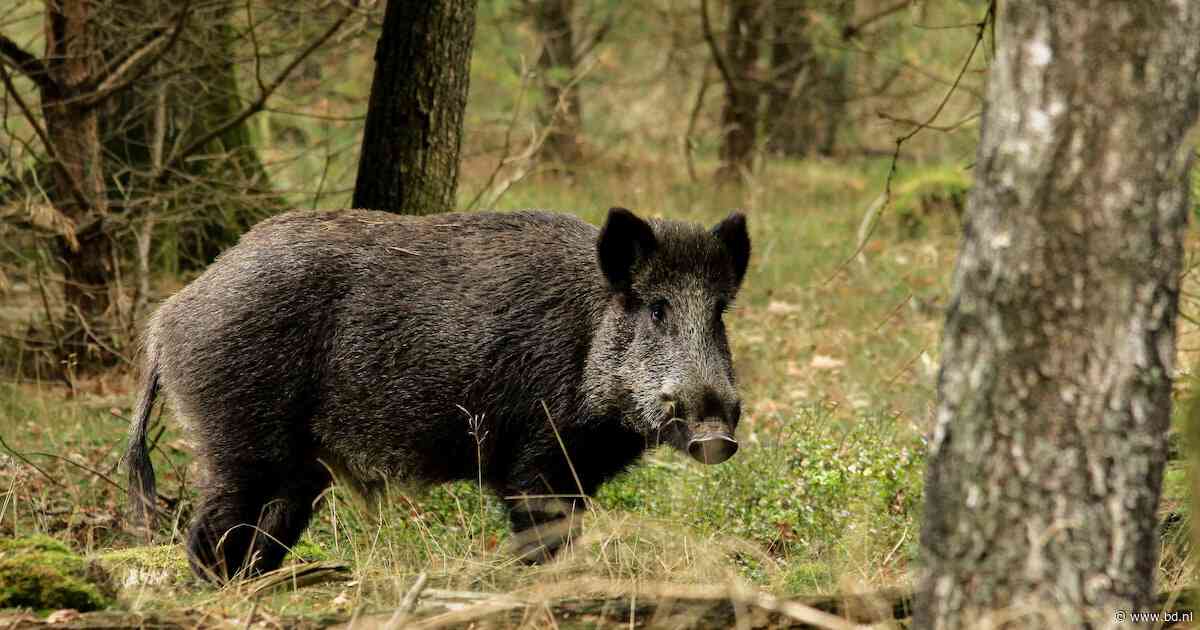 Wild zwijn mag er voortaan zijn in Brabant, maar is zijn leven lang niet overal zeker