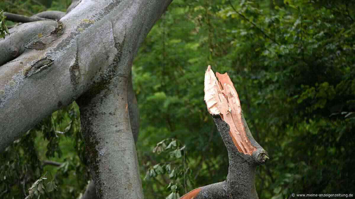 Wichtige Kontrolle: So vermeiden Baum-Eigner Haftungsrisiken