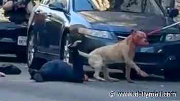 Pit bull's face drips with blood after mauling woman on the street in San Francisco