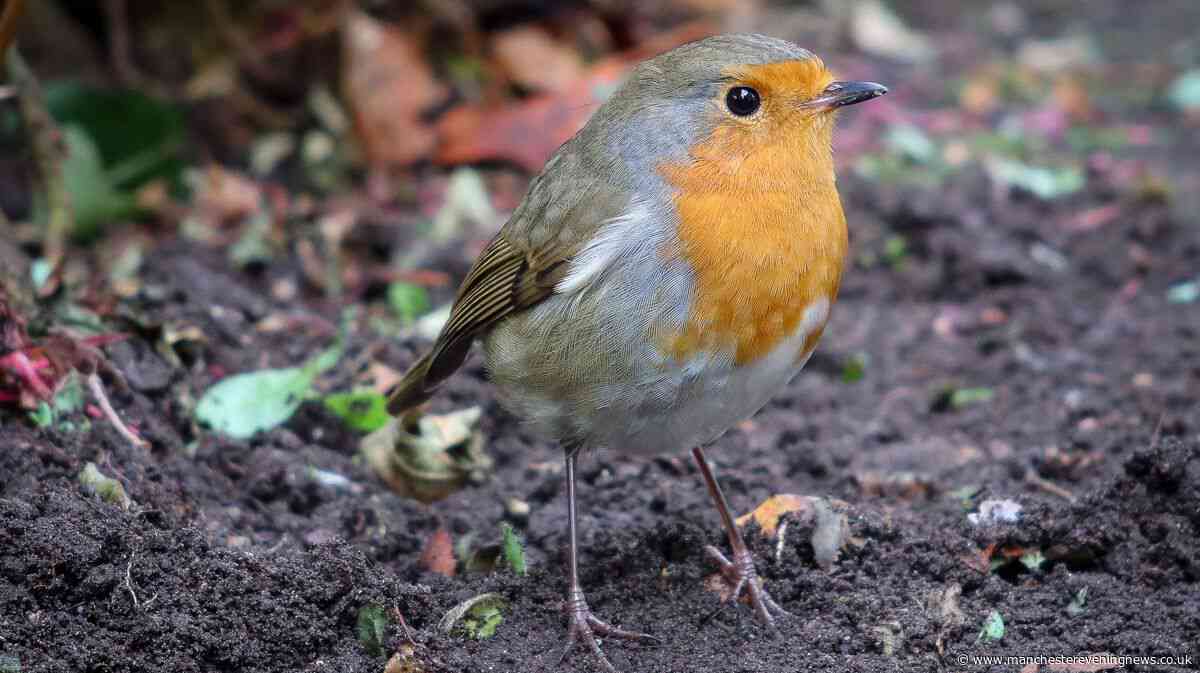 Robins will keep coming back to your garden if you leave out these four foods