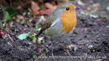 Robins will keep coming back to your garden if you leave out these four foods