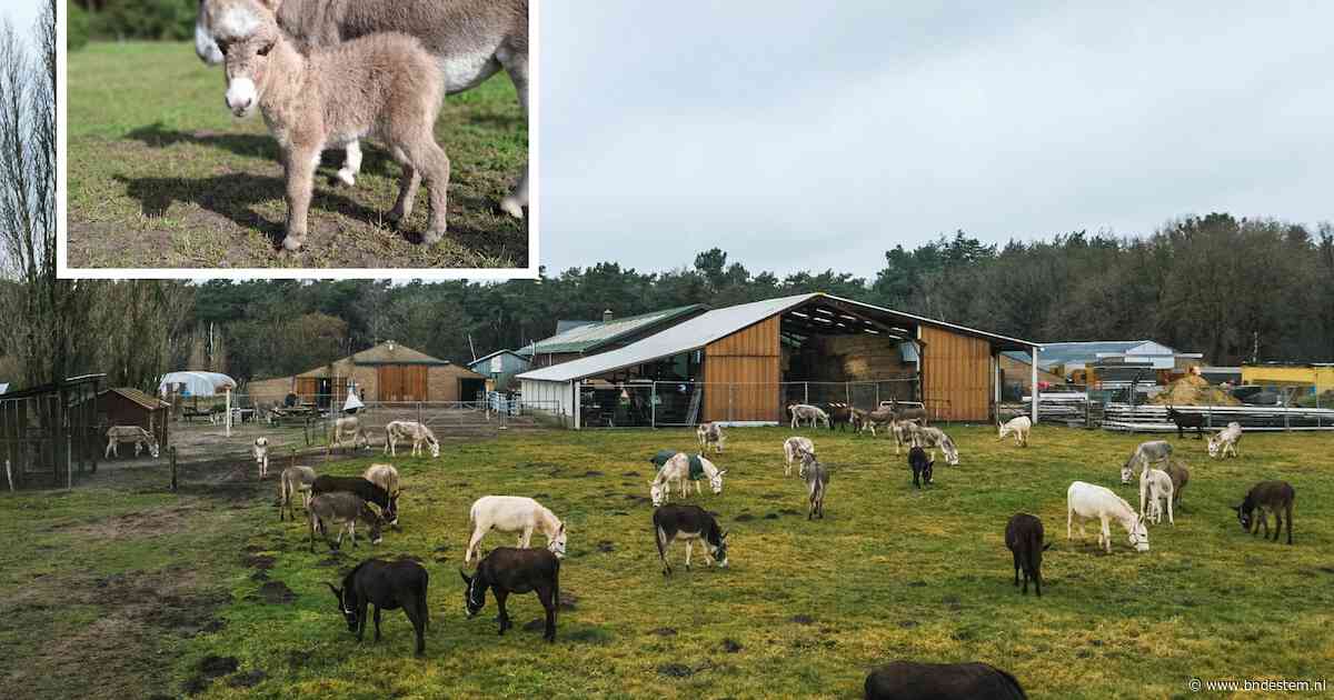Baarle-Nassau in shock na dood van ‘jong en weerloos’ ezeltje Pleuntje: ‘Sommige mensen zijn gewoon echt verknipt’