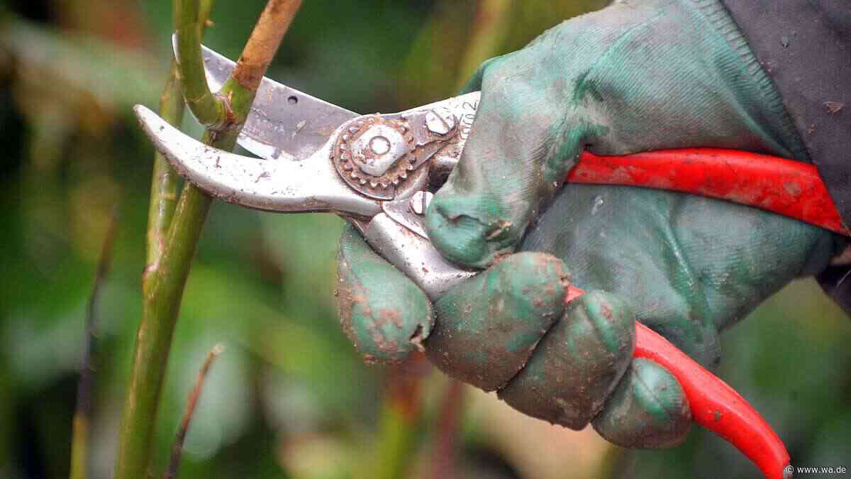 Gartenarbeit im Herbst: Diese 4 Pflanzen dürfen Sie jetzt auf keinen Fall schneiden