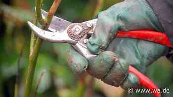 Gartenarbeit im Herbst: Diese 4 Pflanzen dürfen Sie jetzt auf keinen Fall schneiden