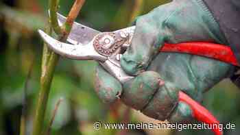 Gartenarbeit im Herbst: Diese 4 Pflanzen dürfen Sie jetzt auf keinen Fall schneiden