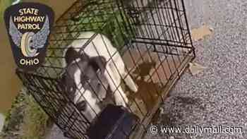 Adorable puppy abandoned in cage on the side of the highway is given VERY fitting name as he's adopted by new family
