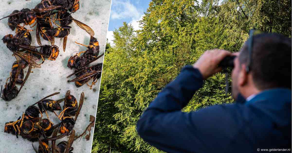 Aziatische hoornaars op drukke wandelplek in Sonsbeek: ‘Kan levensgevaarlijk zijn’