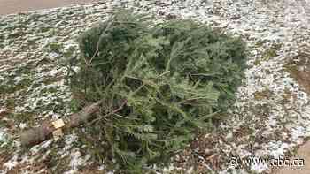 Waterloo region to end free curbside Christmas tree pickup starting in January