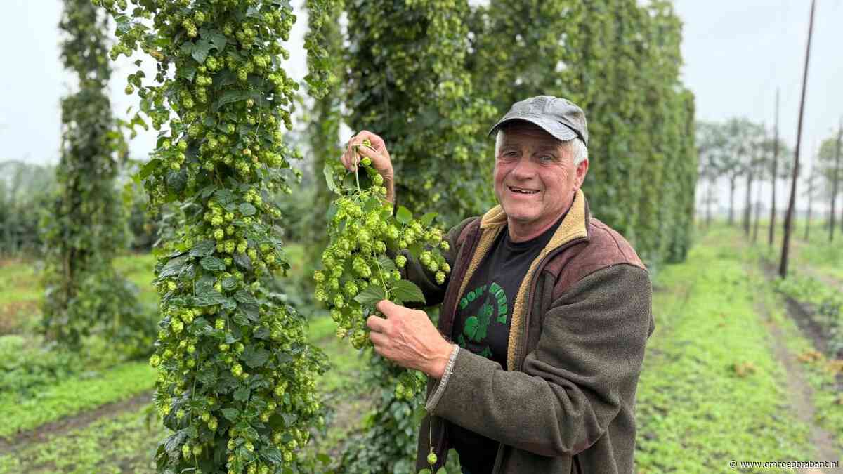 Een avondje naar de kroeg? Nee, in Hilvarenbeek gaan ze liever hop plukken