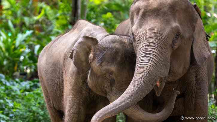 Smart elephants can look before they leap