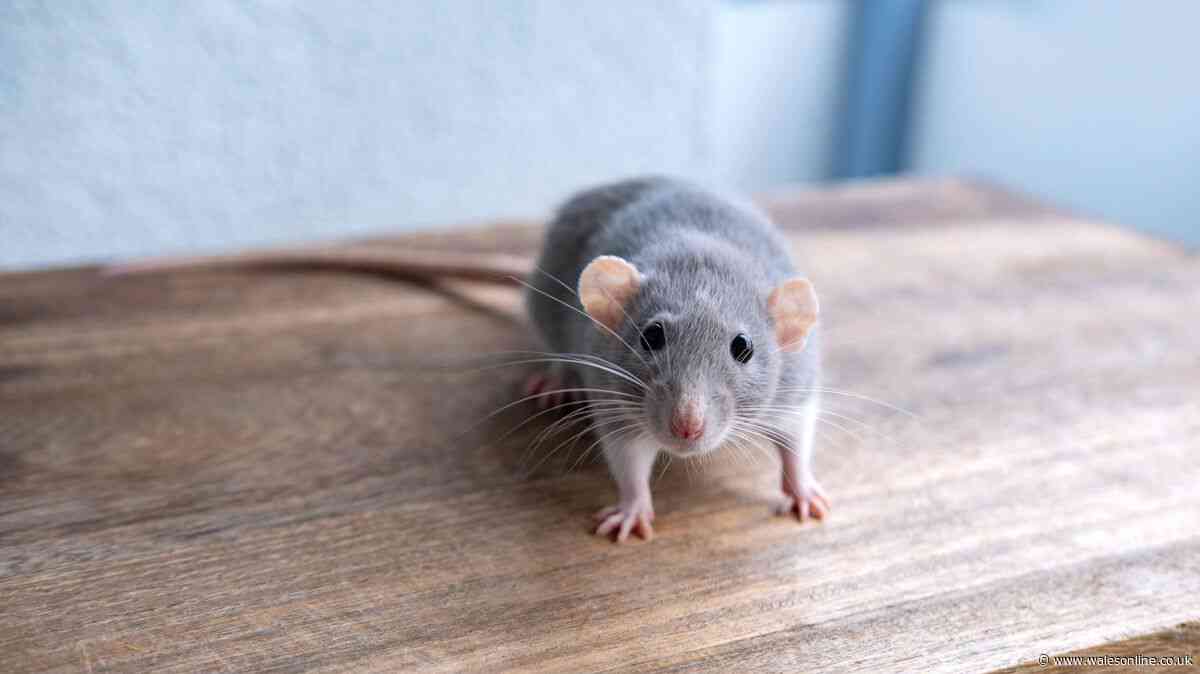 20p item could help keep rats out of your home in wet weather