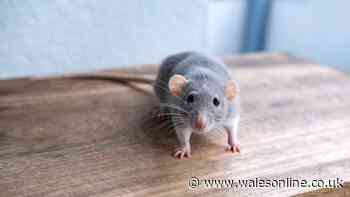20p item could help keep rats out of your home in wet weather