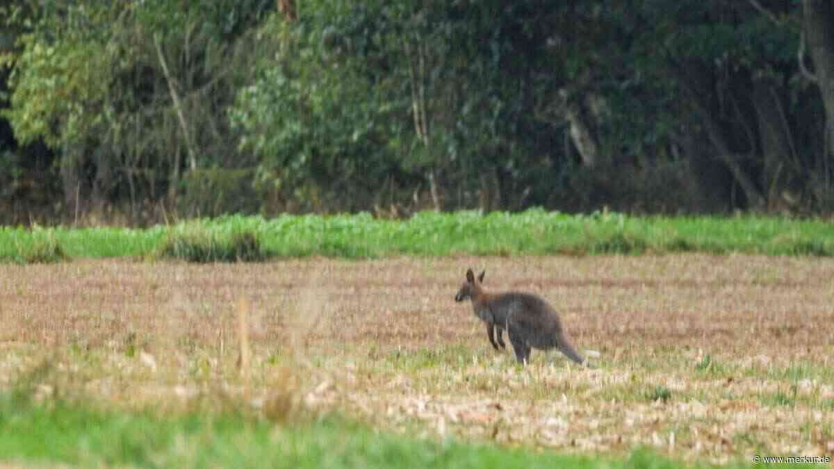Ungewöhnlicher Polizeieinsatz: Känguru büxt aus und streift durch Wald