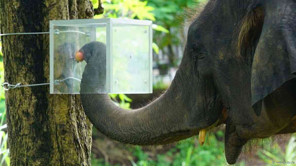 Impulskontrolle für Obst in Box: Elefanten können überraschend rational handeln