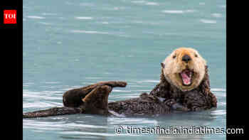 Sea otters returned to a California estuary; eelgrass expanded 600%, marsh-edge erosion slowed 69%
