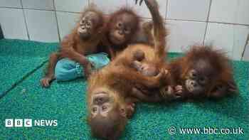 Baby orangutans found in Indian forest spark trafficking inquiry