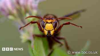 Parkrun cancelled after runners stung by hornets