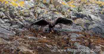 Watch: Rare birds that closed beauty spot car park fly the nest