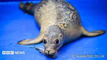 Seal of approval for tea treatment