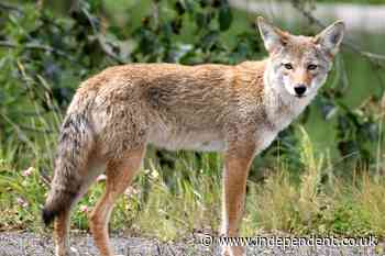 Mom fights off coyote that tried to attack her daughter as their family flew a kite