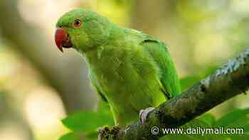 Dozens of parakeets are found dead in London park after 'being killed by catapults using sick technique called lamping'