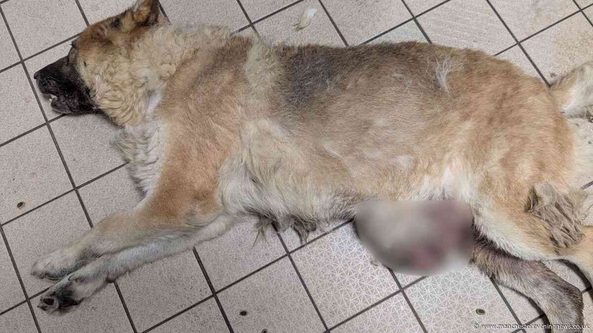 Dog found in shocking state and 'screamed' in pain after owners left their pet to suffer