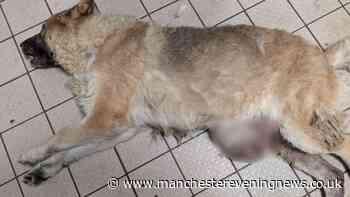 Dog found in shocking state and 'screamed' in pain after owners left their pet to suffer