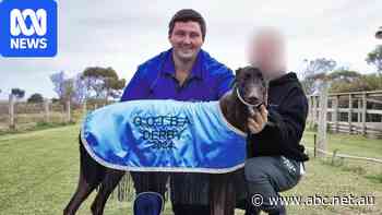 Greyhound trainer handed lifetime ban for 'egregious' actions