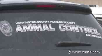 Huntington County Humane Society temporarily closes amid cat virus outbreak