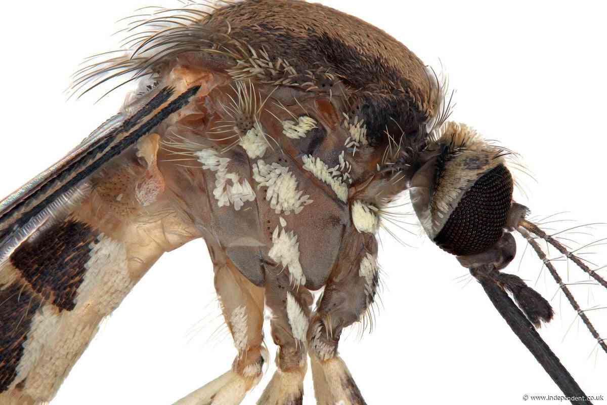 The US has a new species of mosquito - but little is known about it
