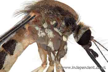 The US has a new species of mosquito - but little is known about it