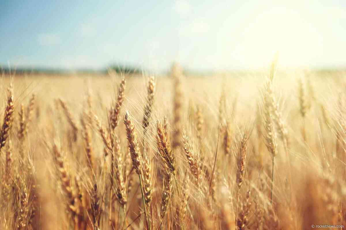 Grain Traders Are Closely Eyeballing Black Sea Region Grain Shipping as Wheat, Corn Prices Fall