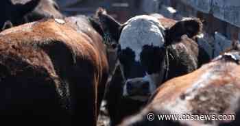 Beef prices hit record highs with cattle herds seeing historic low numbers