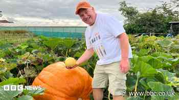 Giant pumpkin grower hopes to beat previous record