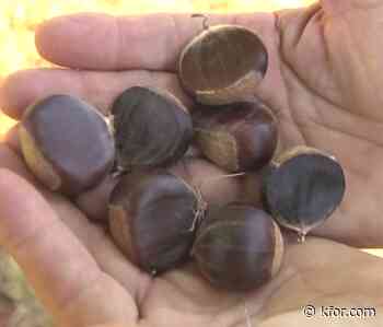 An Early Harvest of Oklahoma's Only Commercial Chestnut Orchard