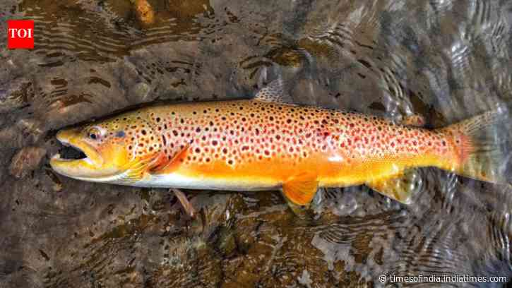 In 1864, Tasmania introduced brown trout from England for sport; 162 years later...