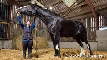 That's neigh bother! Britain claims two equine firsts in Guinness World Records