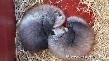 Cute cubs curl up! Can YOU guess what sort of animal they are?